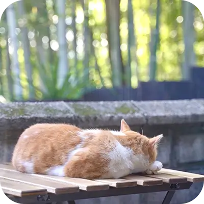 お昼寝をする猫の後ろ姿