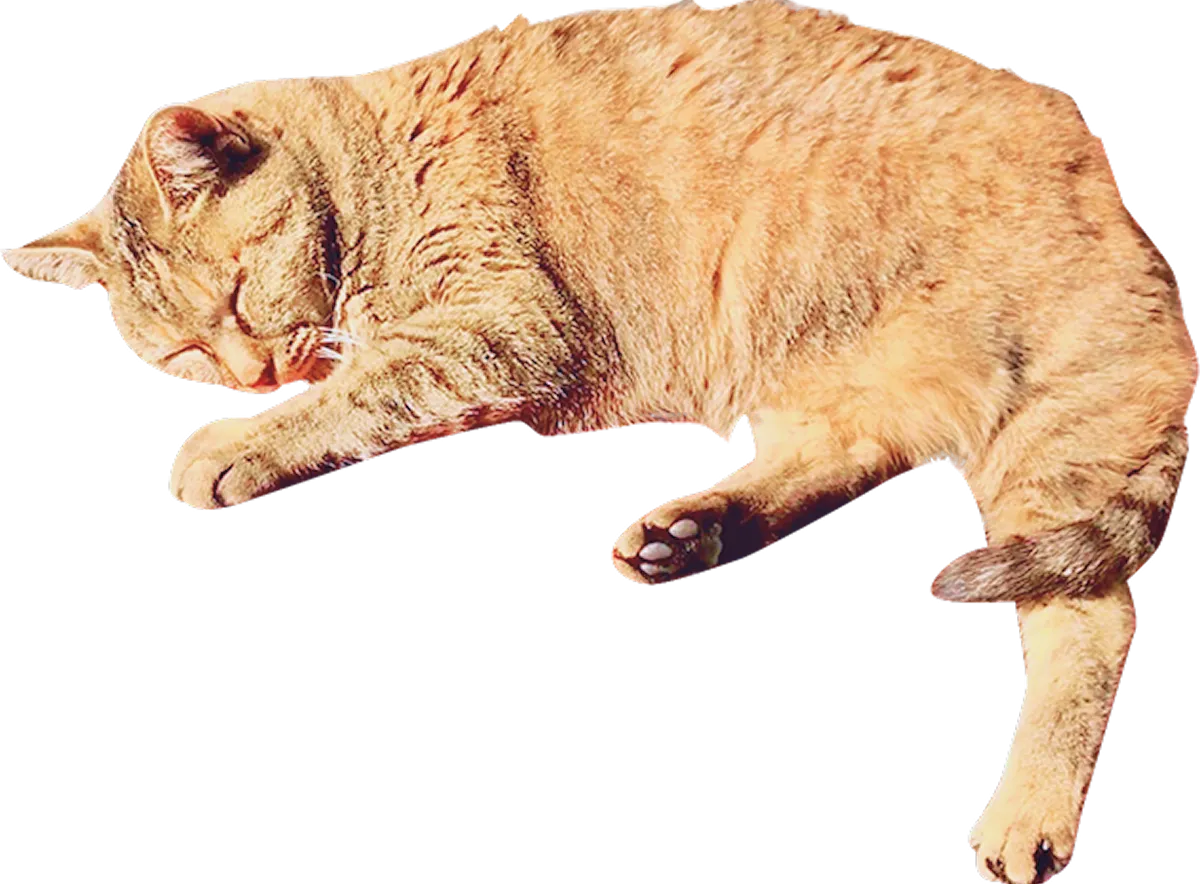 茶色の猫