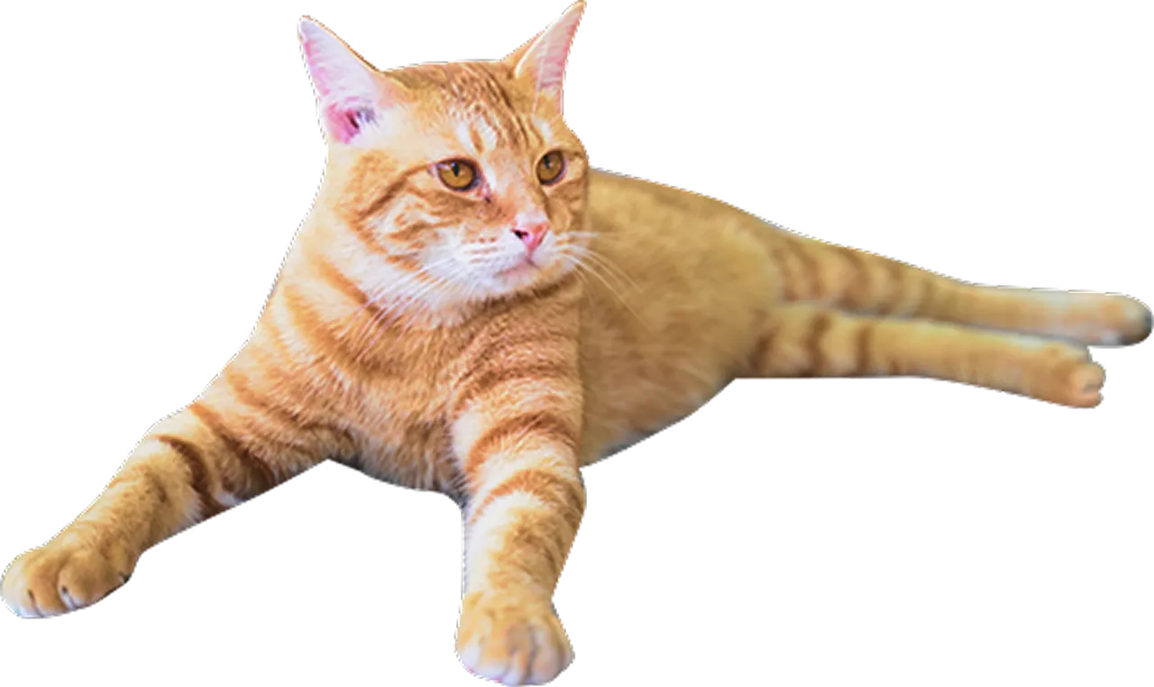 茶色い猫