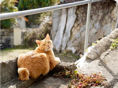 細道で振り返る猫